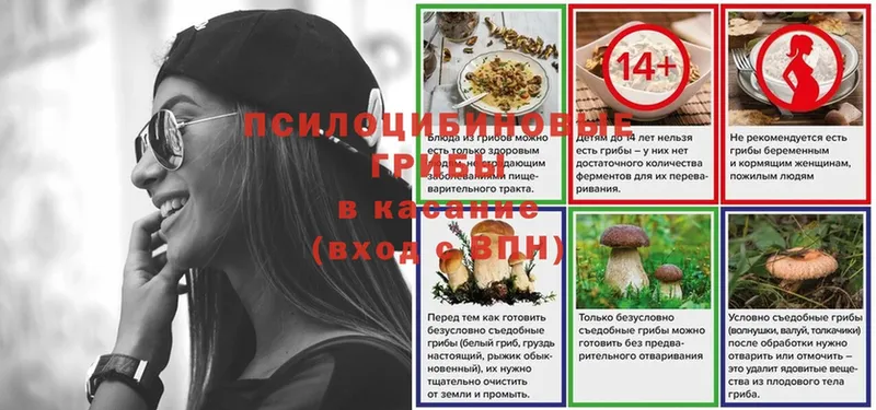 где продают   Макушино  Галлюциногенные грибы мицелий 